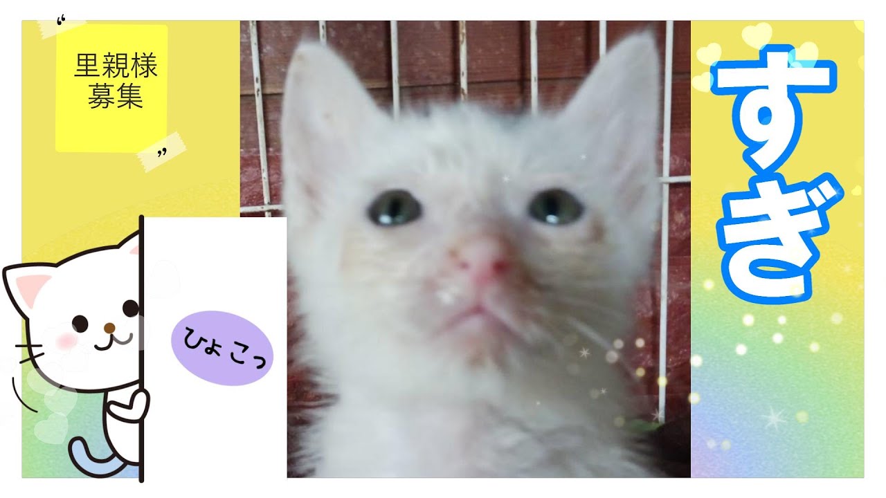 【里親募集】すぎ♂　生後2ヶ月くらい　猫　子猫
