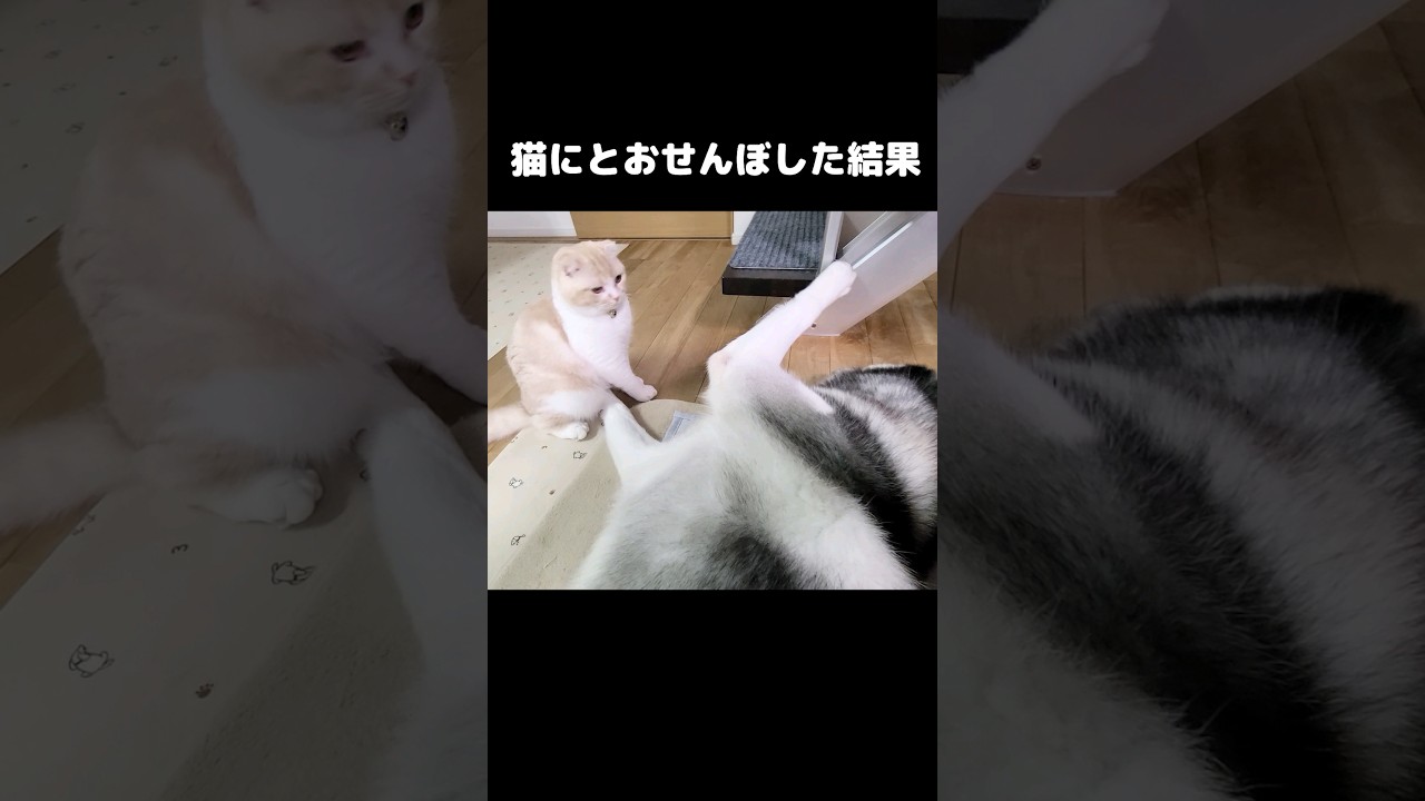 猫にとおせんぼした結果...笑#shorts