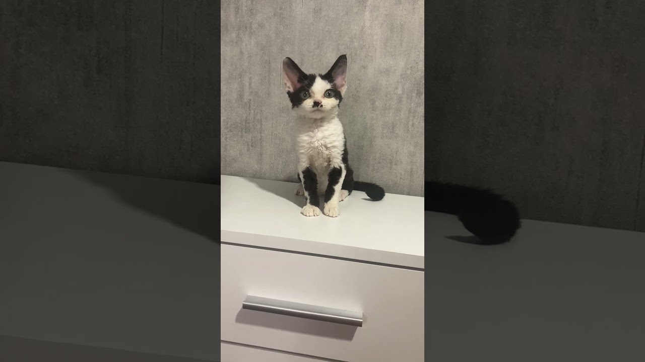 Kylie Black Bicolor Devon Rex Female Kitten Available Now | Purebred Kitties