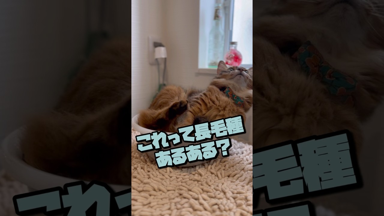 長毛種の猫をブラッシングすると