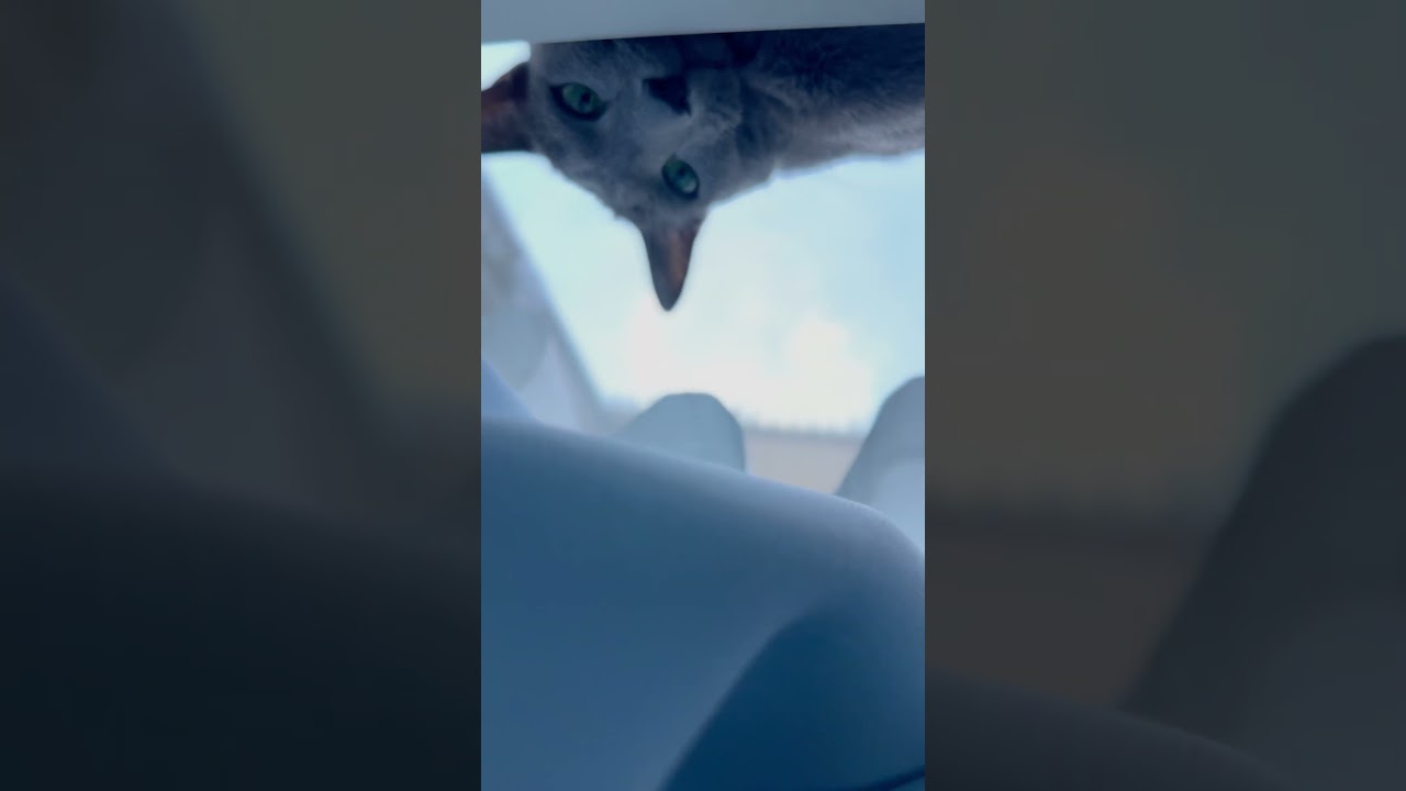 ウィルの毎日 393 おはようございます。 #ロシアンブルー #RussianBlue