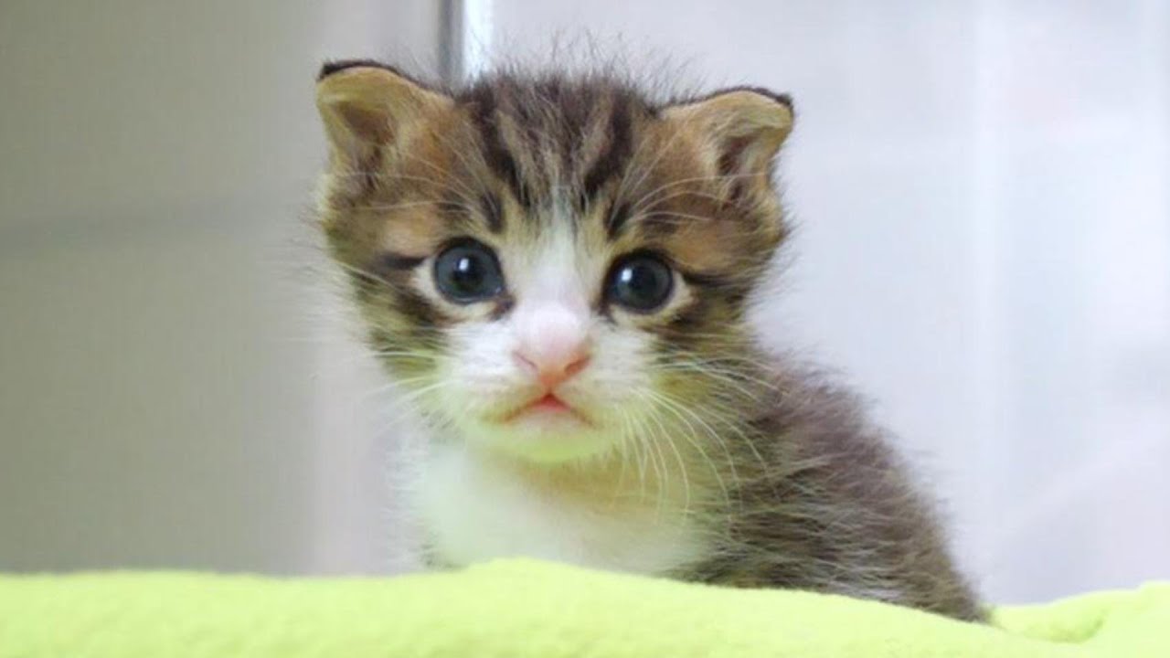 ひとりで寂しく遊んでた子猫がよちよち歩きで相棒を探しに行きます【赤ちゃん猫　保護猫】