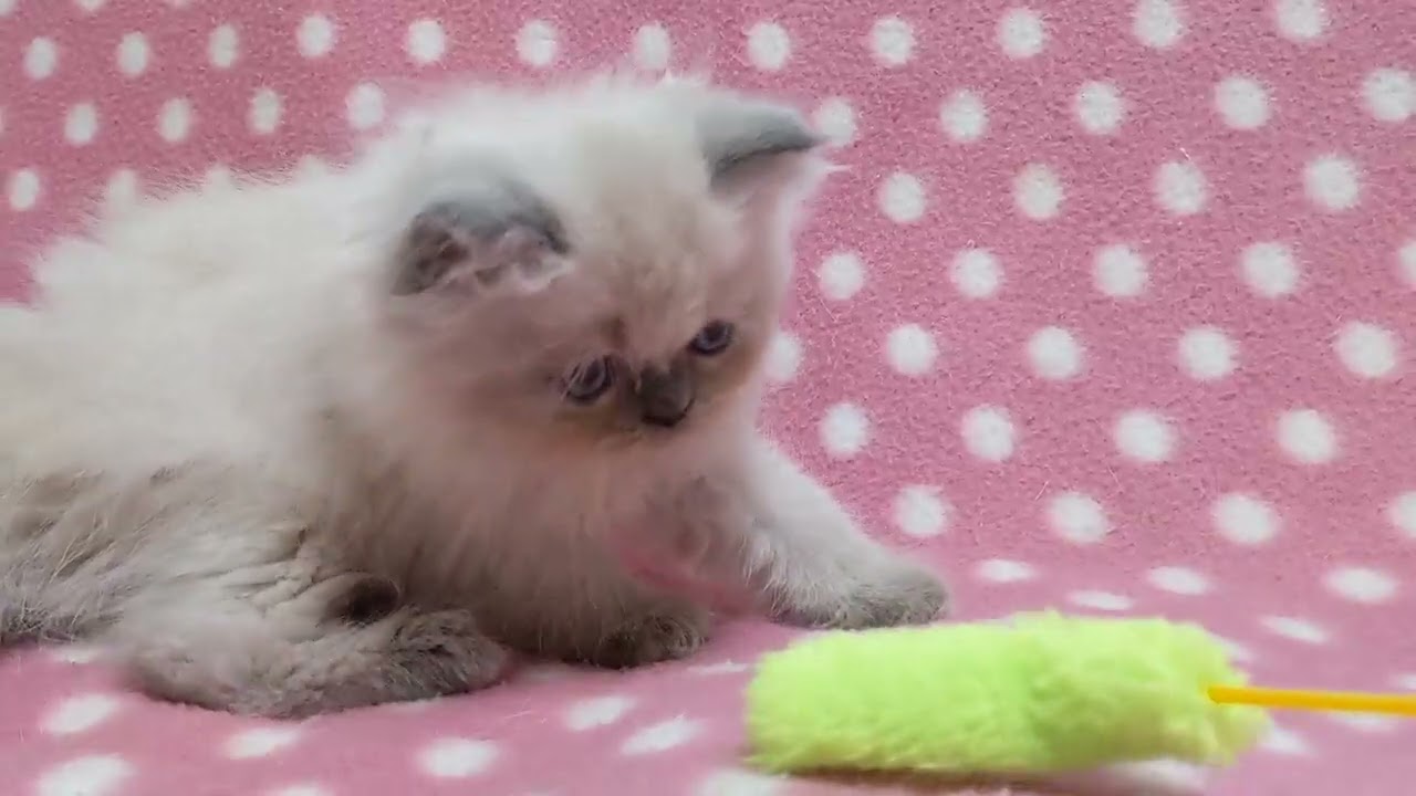 ヒマラヤン おっとり癒し系♪モフ可愛い男の子✨（毛色：ブルーポイント）