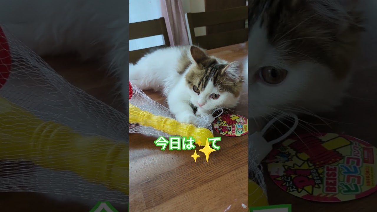 ママが言ったこと#shorts #可愛い猫 #スコティッシュフォールド子猫