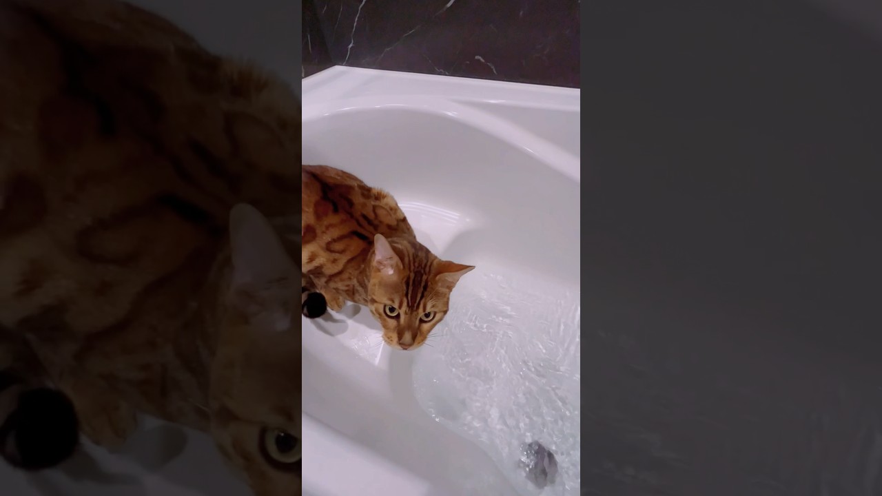 シンタローがお風呂で遊んでたら、ユキオさんも来たー😽#cat #catcute #ベンガル #cute #癒し動画#猫のいる暮らし #ocicat #bengalcat