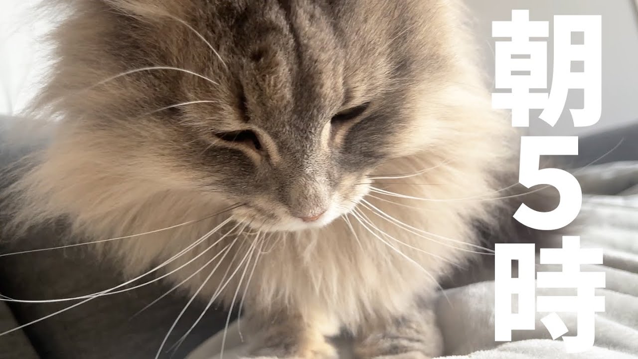 早起きの猫の日課は飼い主の痩身マッサージです　ノルウェージャンフォレストキャット