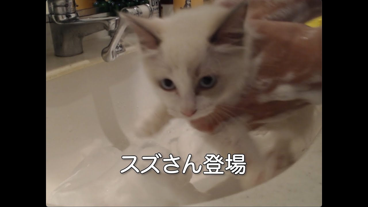 お風呂に入ってもらいました #cat #猫 #ラグドール