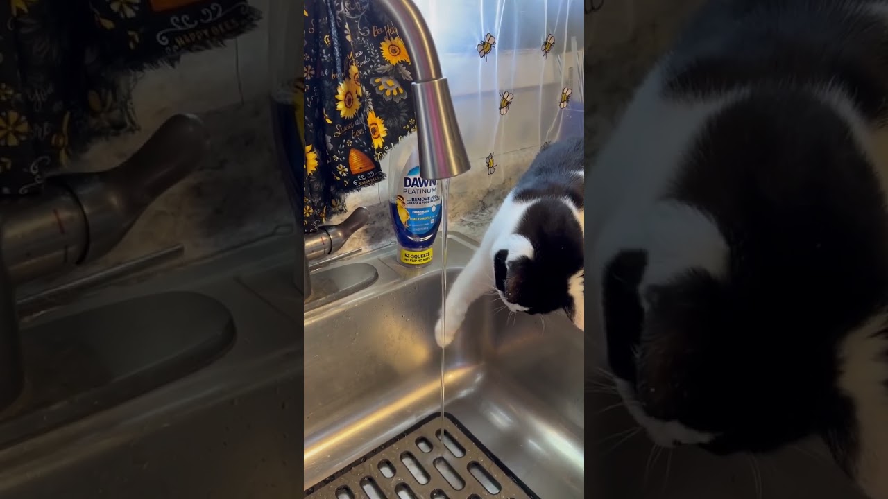 Manxcat Trying to drink water funny cat #manxcat #catfunny #catvideos