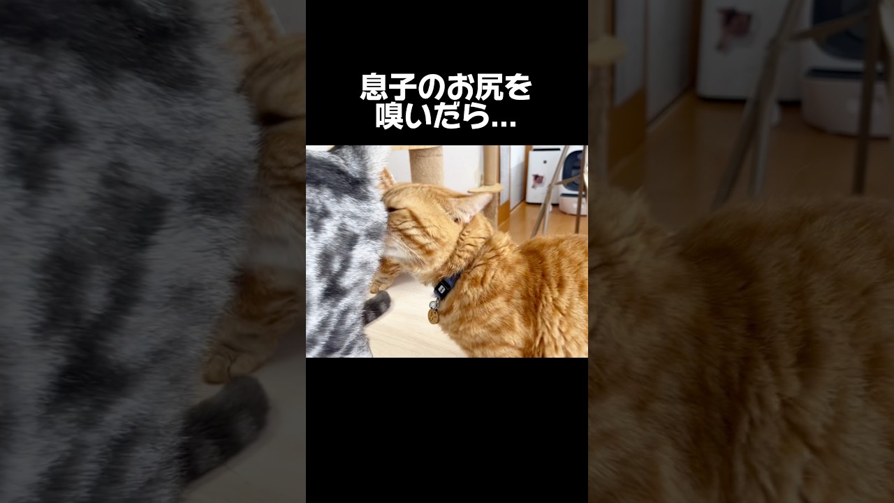息子のお尻の匂いを嗅いだら... #猫 #マンチカン #shorts
