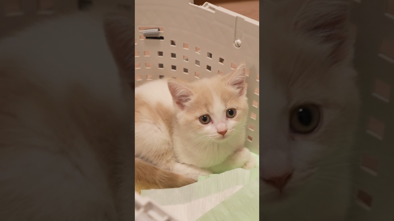 生後2ヶ月の子猫お迎え直後の様子#子猫 #スコテッシュフォールド