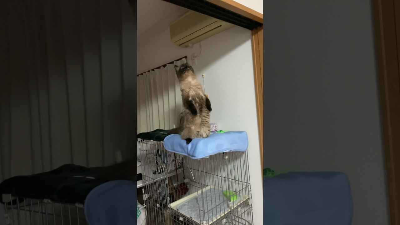 げんたが立った！！！ #猫 #ヒマラヤン #ねこのいる生活 #shorts