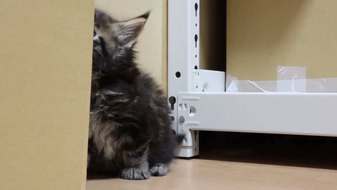 生後38日メインクーン子猫まひろちゃん