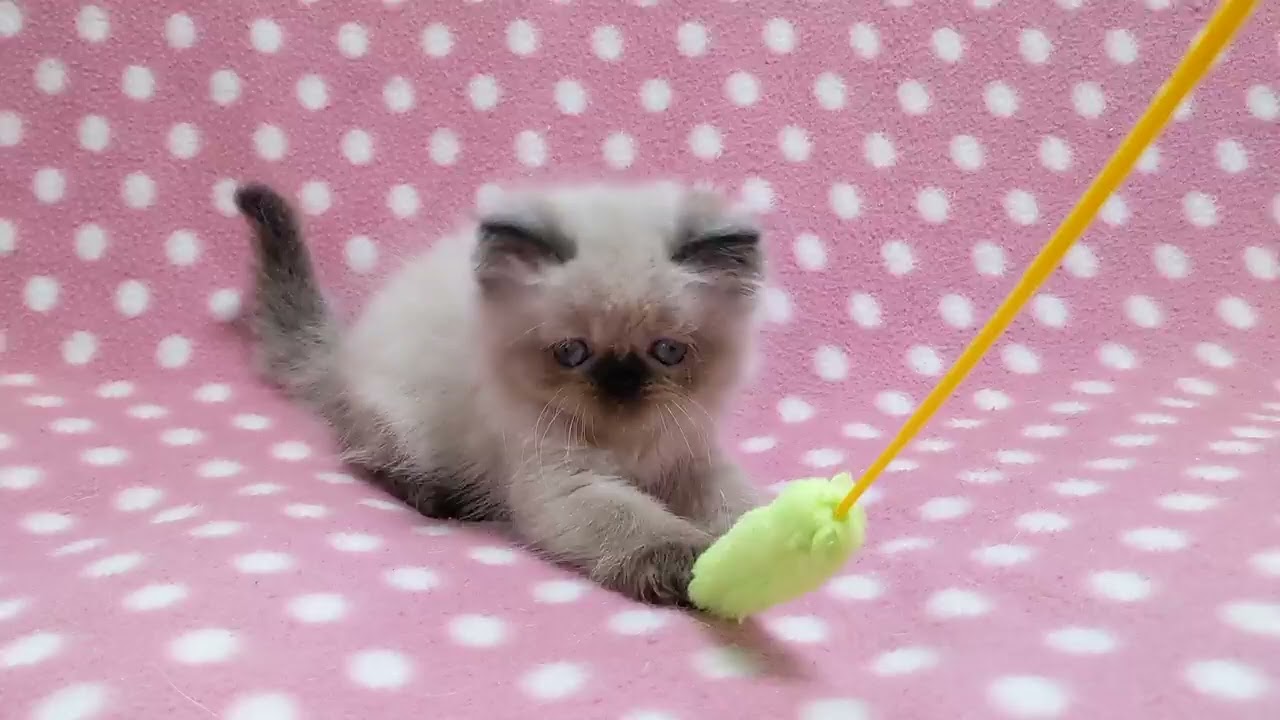 ヒマラヤン 陽気で温厚🎀遊び好きな可愛い女の子🌸（毛色：トーティポイント）