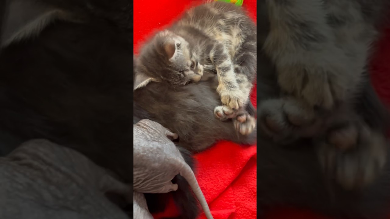 Fuzz Aldrin finds his paw! #kittens #catshorts #cutepets