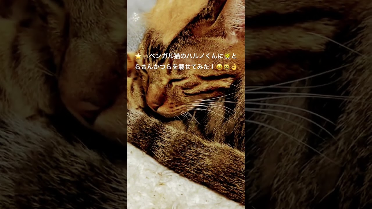 🌟ベンガル猫のハルノくんにとらさんかつらを載せて見た！（笑）！目指せ４０万人（笑）（２０２４０７２２ー１） #ベンガル猫#とらさんかつら#bengalcat#short