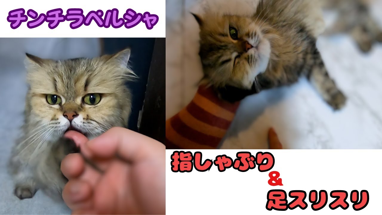 ブリーダー廃業で保護のチンチラペルシャ指しゃぶり＆スリスリでキュンが止まらない（保護猫カフェ猫の惑星にゃーくる）京橋駅Persian cat breeder goes out of business