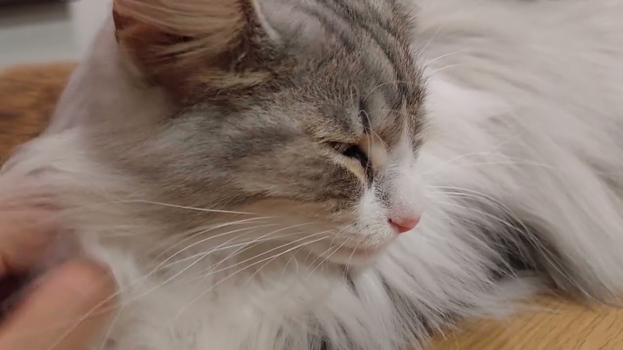 マニ神様を撫でさせていただく動画…一音も音程が合ってないモーツァルトとともに　#マニ #ノルウェージャンフォレストキャット #rien_cats