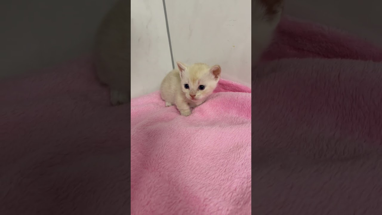 マンチカン長足女の子🩷 【お問合せ詳細は説明欄に記載あります】 #スクーカム #ブリーダー直販 #マンチカン #ミヌエット #ラパーマ #子猫 #子猫販売 #猫 #猫のいる暮らし #猫動画