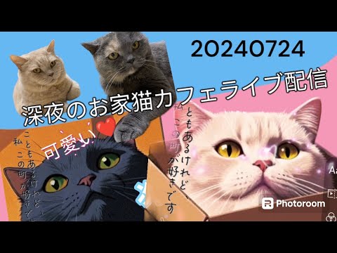 深夜のお家猫カフェライブ配信　１２４