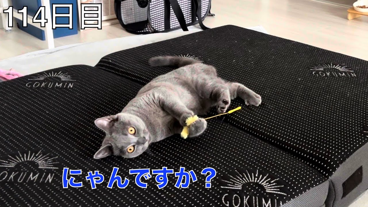 【スコ猫トト君】猫じゃらしで遊ぶトト君を見てるだけの動画です