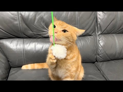 目を輝かせて元気に遊ぶ猫たちの姿に癒されました