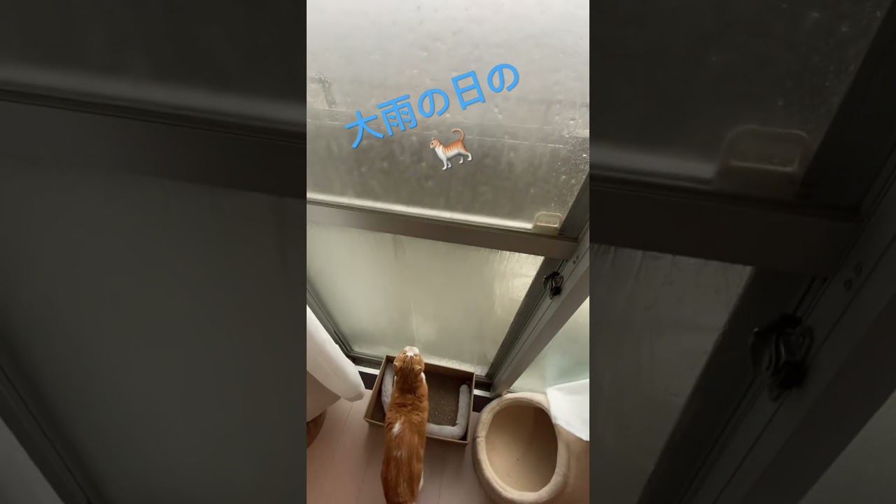 大雨の日のマンチカン