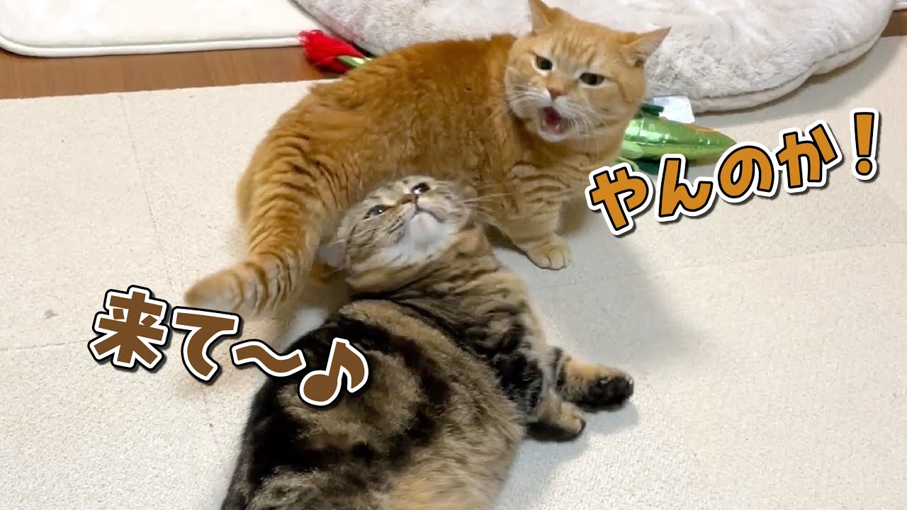 飼い主が見ていない時だけ行われる兄弟猫の謎の絡みが可愛すぎた！