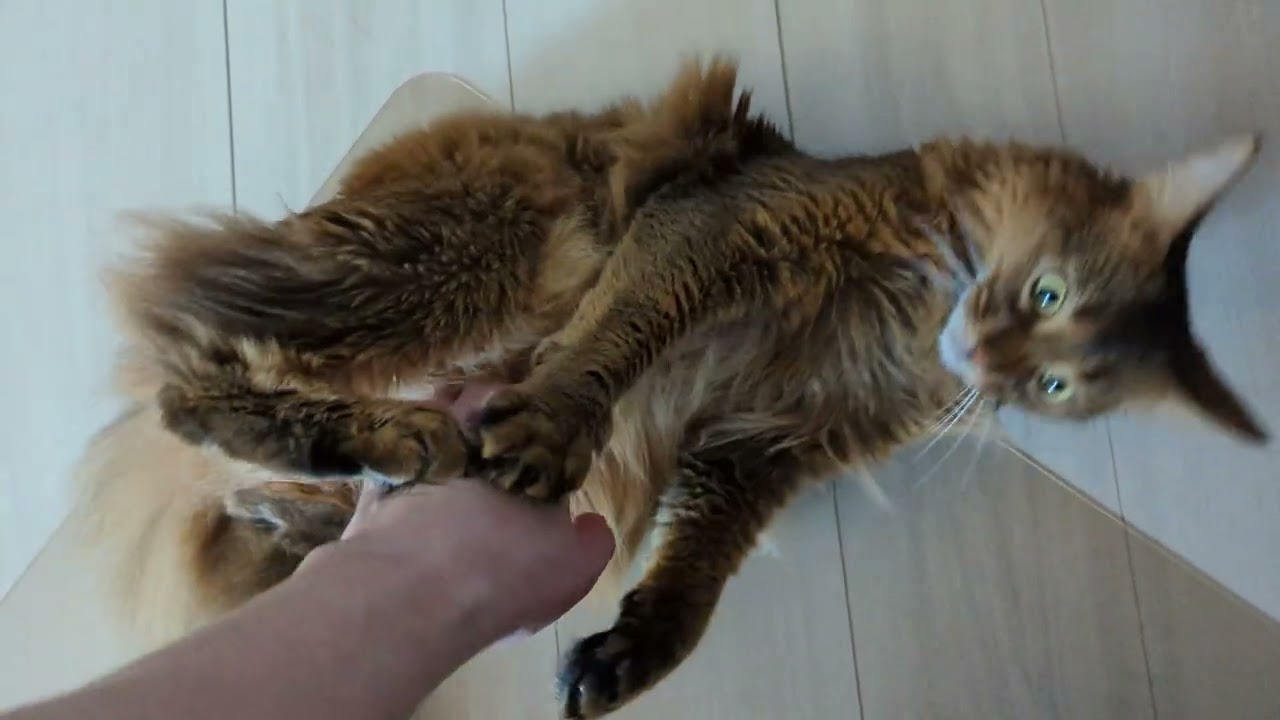 【919日目】さっきまで撫で放題だったのに… #ソマリ #cat