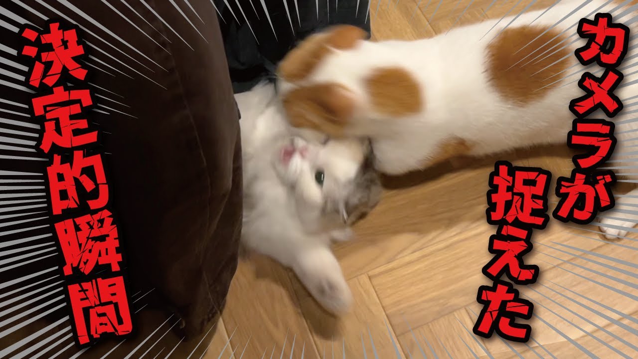 猛暑が酷すぎて猫たちが大変なことになってました【関西弁でしゃべる猫】【猫アテレコ】