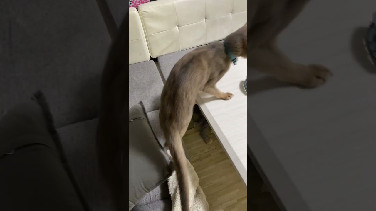 猫に起こされてビックリする犬 #shorts #アビシニアン #チワワ #犬と猫のいる暮らし
