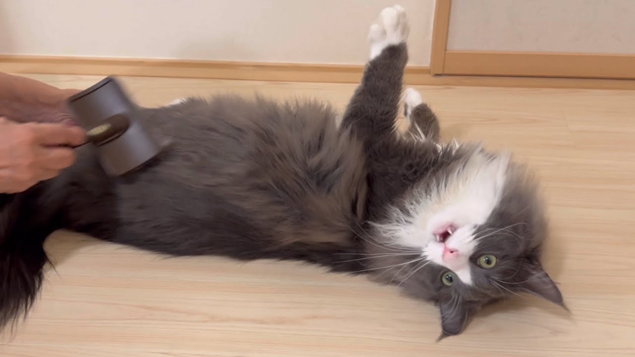 【ばあば】キレイキレイしていたら、バトルが始まった…wwターキッシュアンゴラとノルウェージャンフォレストキャット♡