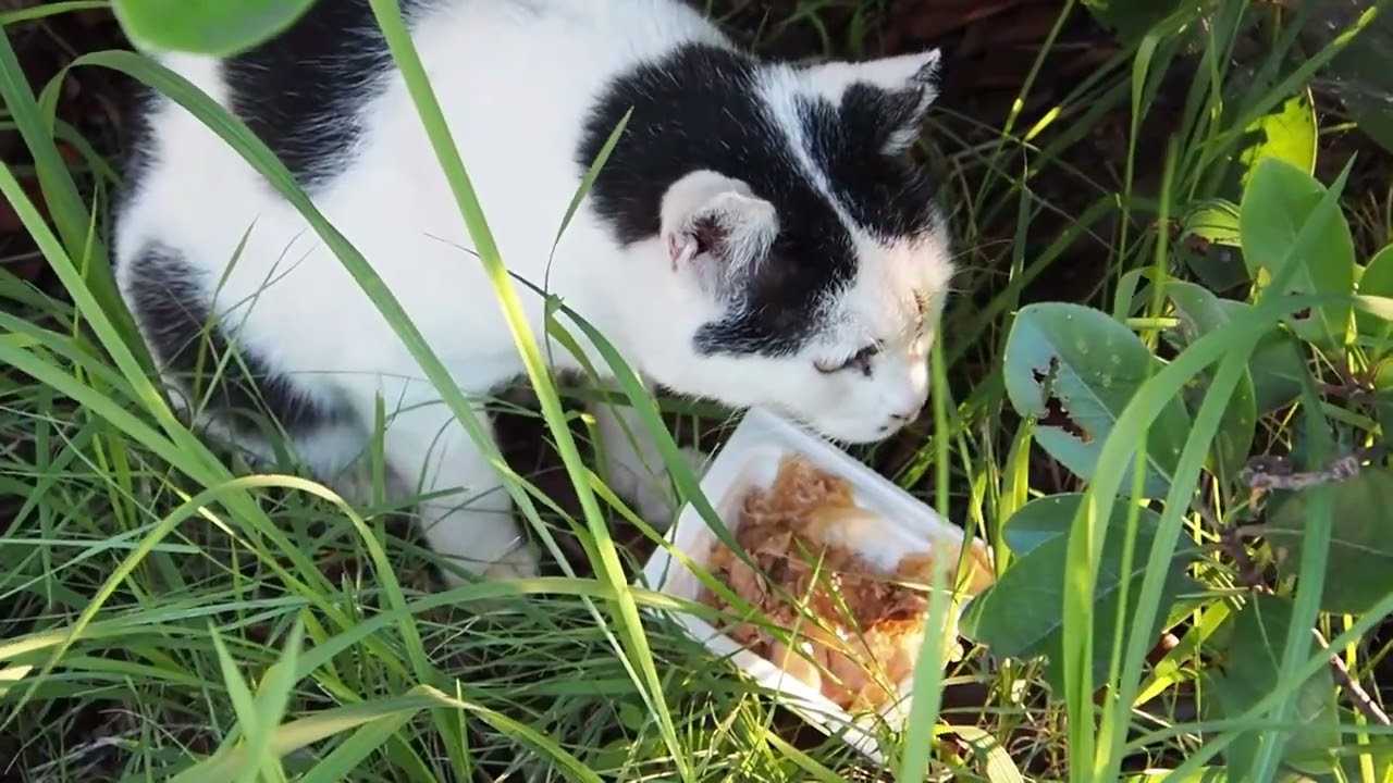 地域猫の暮らし2024/07/23 よだれ,歌舞伎,夕陽