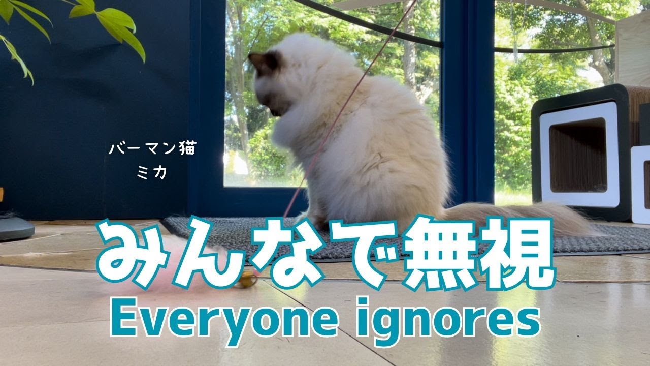 バーマン猫ラフとウリとミカ【みんなで無視】Everyone ignores（バーマン猫）Birman/Cat
