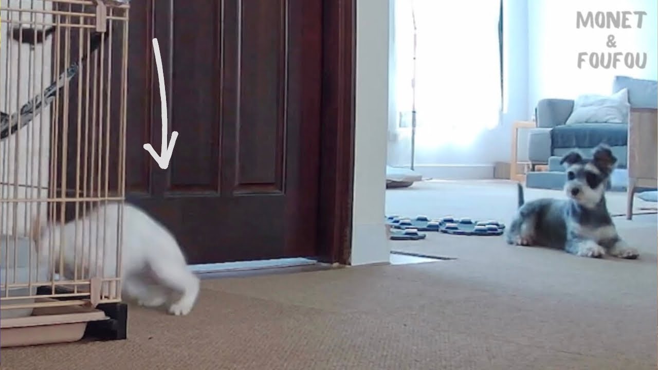 【感動】子猫が落下→まるで母親のような犬