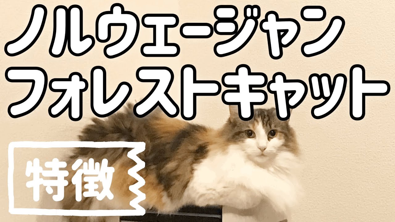 ノルウェージャンフォレストキャットの特徴。ノルウェージャンフォレストキャットとは？Features of the Norwegian Forest Cat.