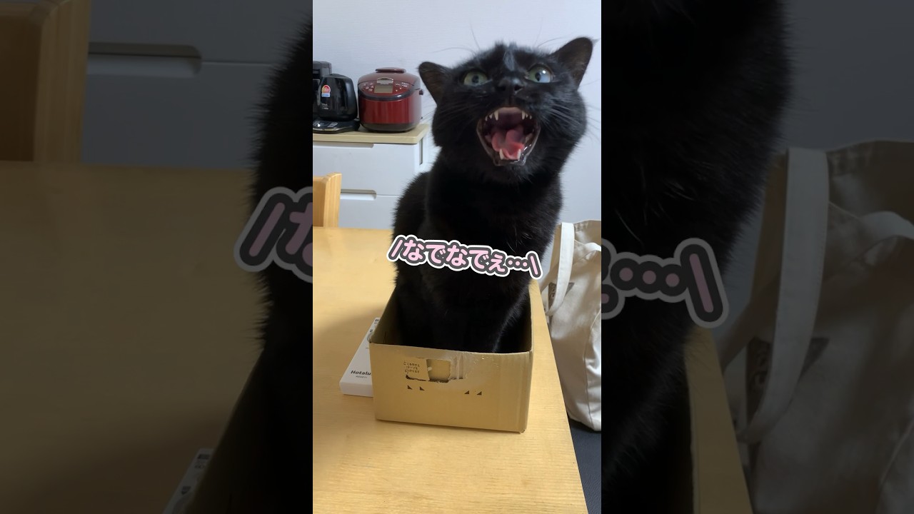 うちの猫、絶対日本語理解してるよね…？