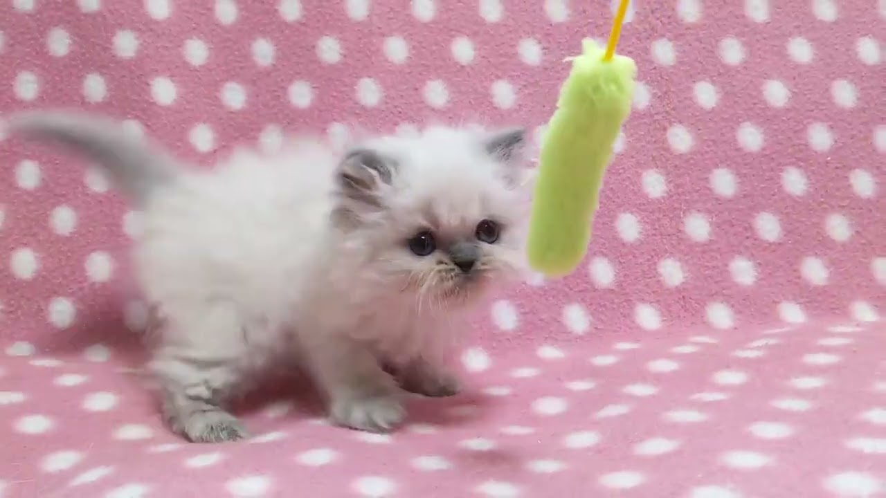 ヒマラヤン 人懐っこくて温厚❤陽気で遊び好きな男の子♪（毛色：ブルーポイント）