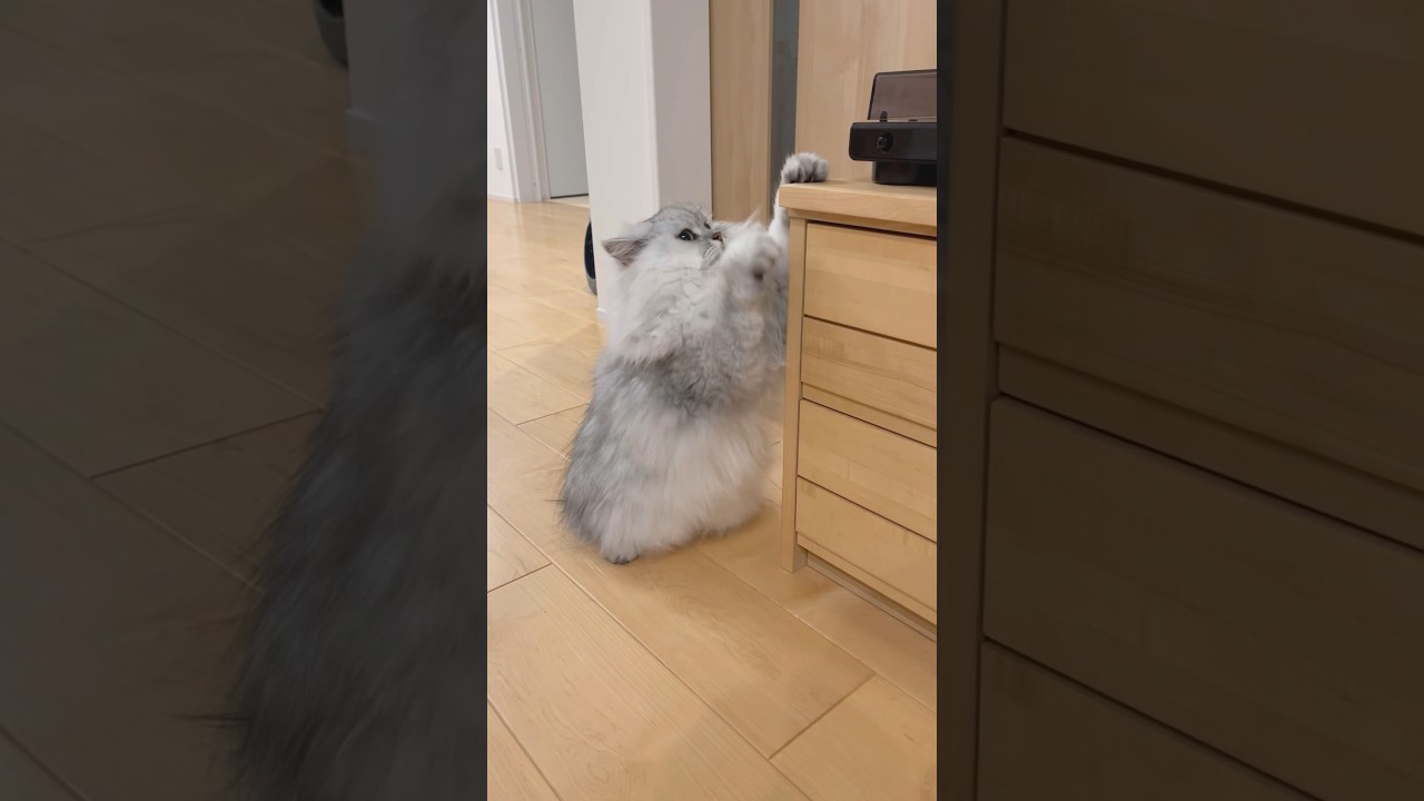 兄猫直伝の爪研ぎ 【サイベリアン】 #Shorts
