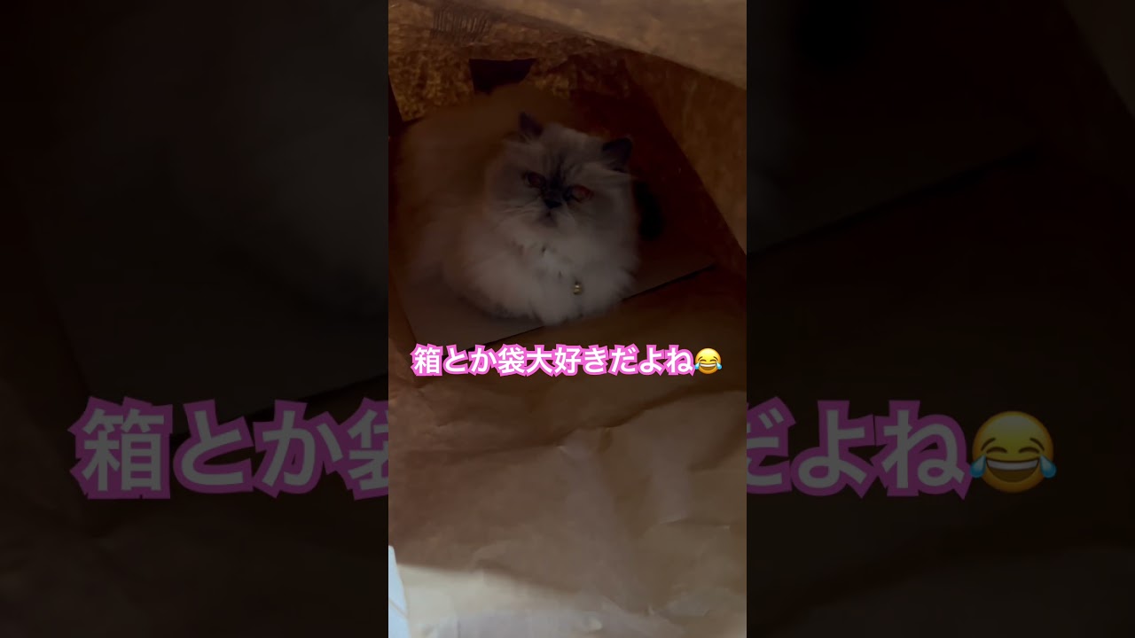 まったりタイムなヒマラヤンのマーベル🐈🐾 #shorts #猫のいる暮らし #cat #ねこ