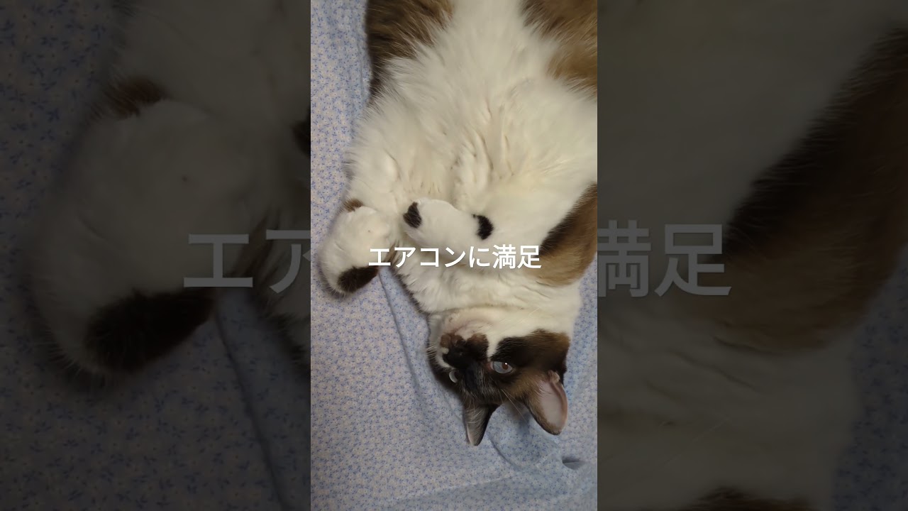 飼い猫「そらくん」の七変化、「長男」＆「初孫」の役目#スノーシュー