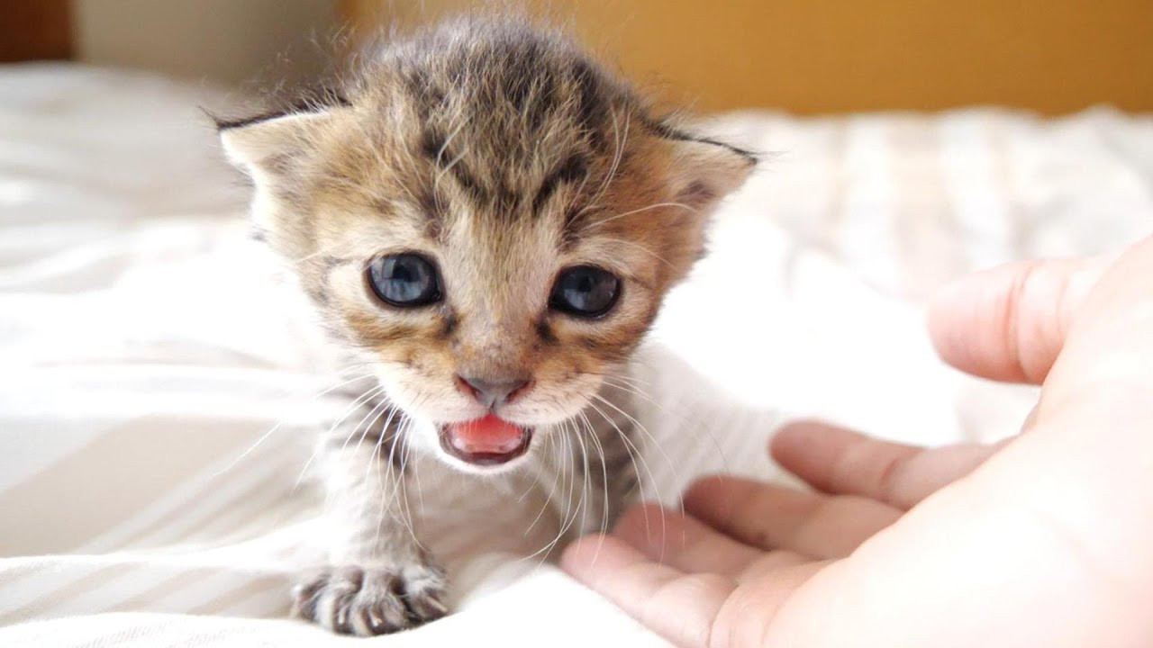 大鳴きする子猫を抱っこすると足をフミフミする【赤ちゃん猫　保護猫】