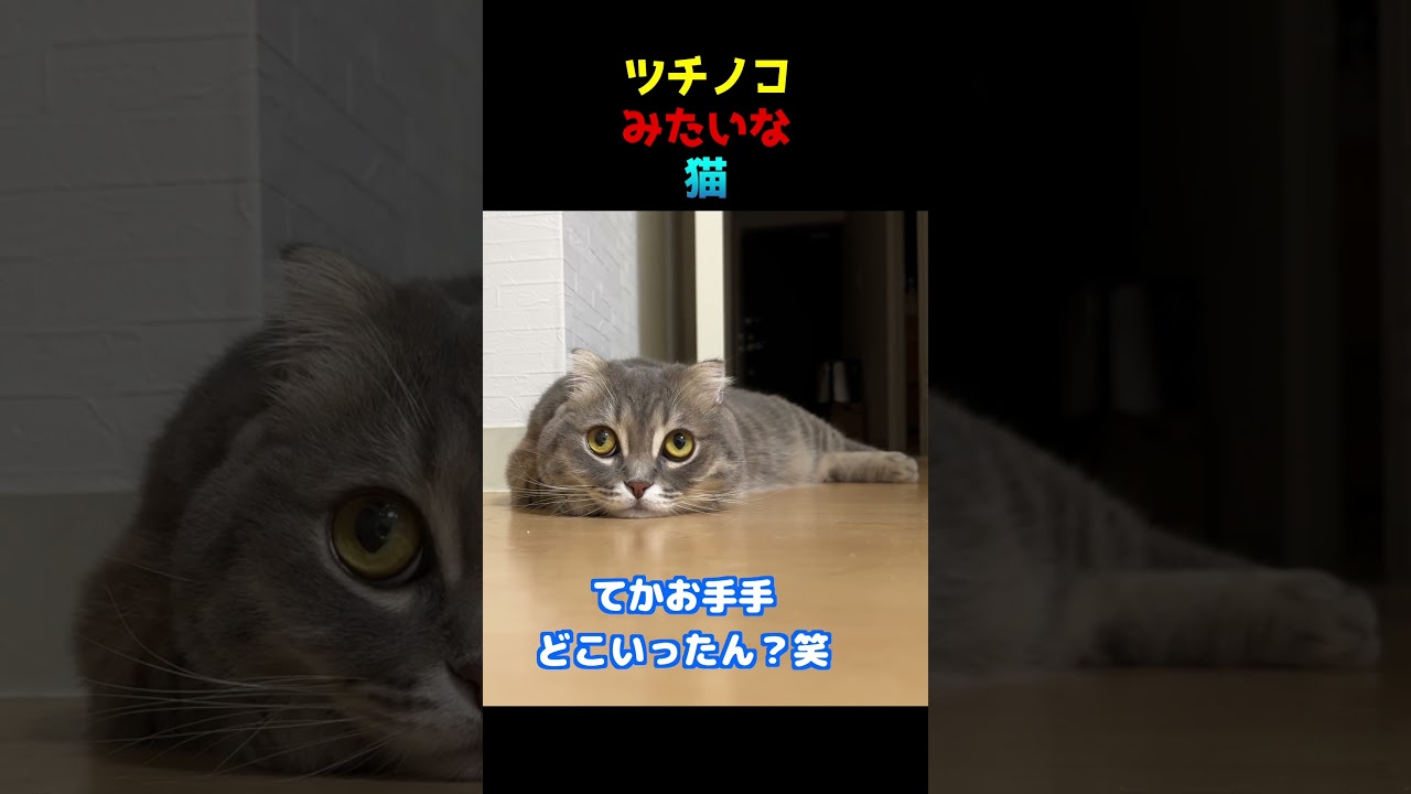 ツチノコみたいな猫　#マンチカン