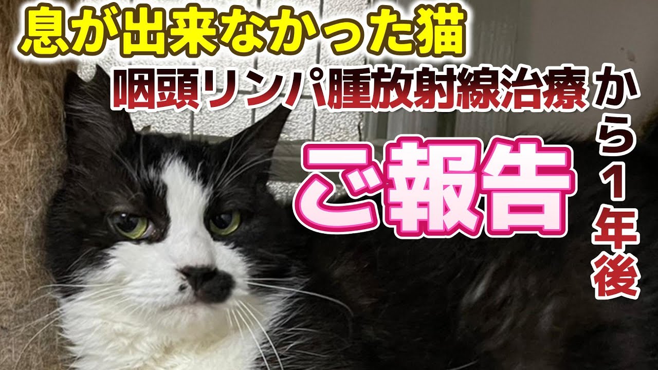 【神戸保護猫】息が出来なかった猫 咽頭リンパ腫放射線治療から1年後のご報告