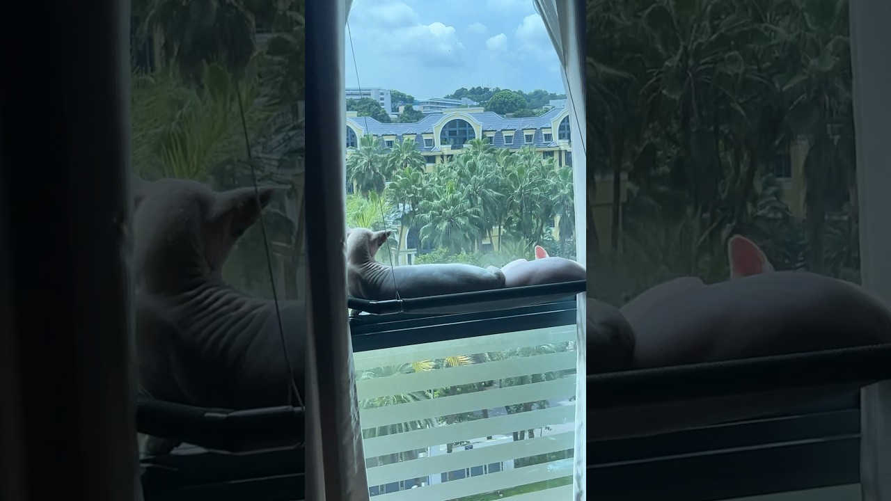 エモぃ..仲良く日向ぼっこする毛のない猫たち【スフィンクス猫】