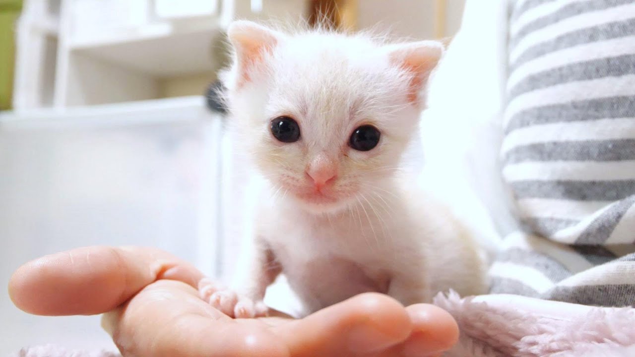 ちび子猫が百獣の王を気取って手のひらで仁王立ち【赤ちゃん猫　保護猫】