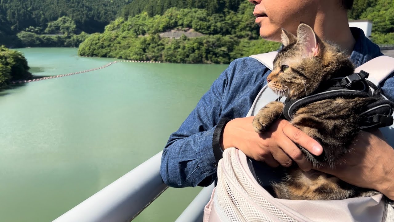 猫と巨大なダムを眺める旅に出たら迫力がすごすぎた