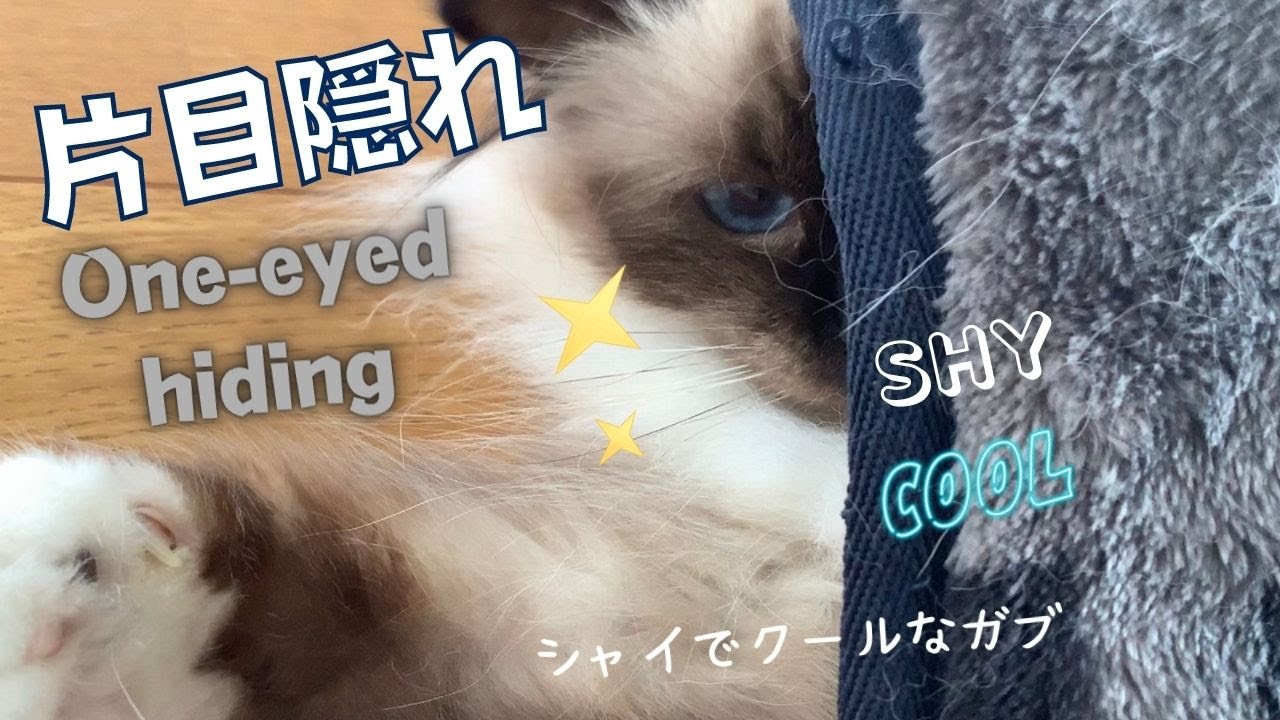 ガブはシャイでクール【片目隠れ】One-eyed hiding（バーマン猫）Birman/Cat