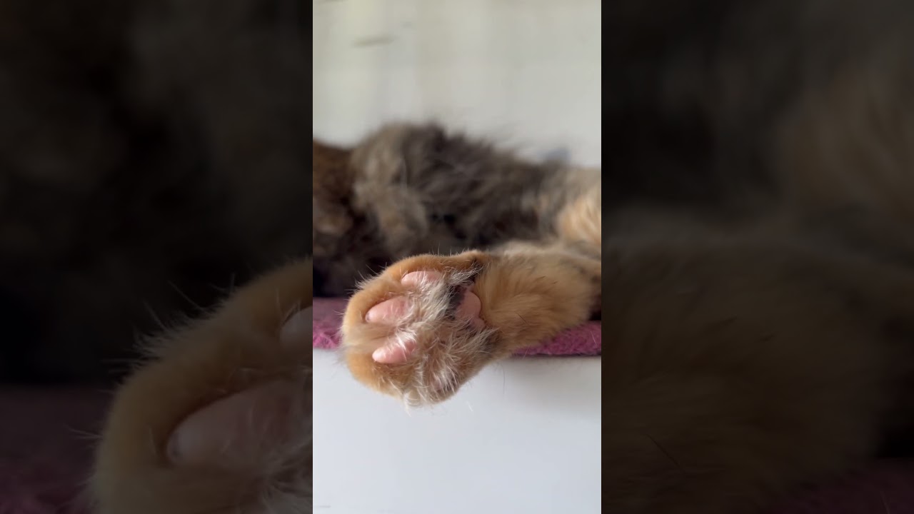 Toe Bean Tuesday! 🫘