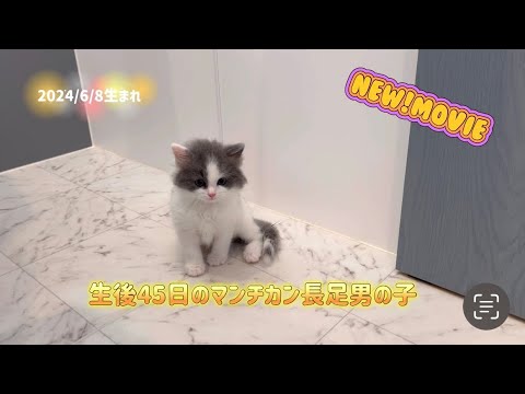 【マンチカン生後１ヶ月】フワサラロングヘアーの足長男の子