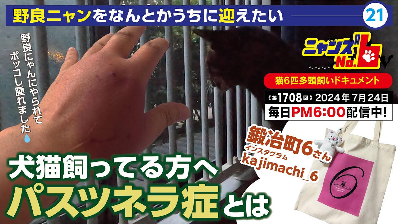 《第1708回》犬猫飼ってる方へ「パスツネラ症」とは／保護猫ボランティア・鍛冶町6さんから購入しました！
